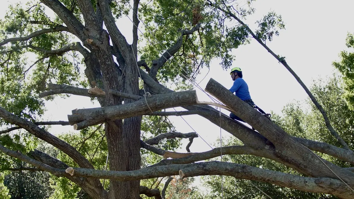 Professional Crown Thinning performed by certified arborists in Jbsa Lackland