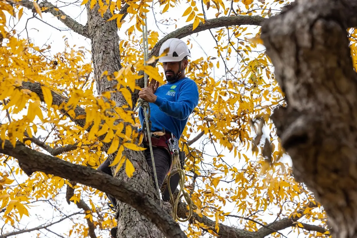 Skilled Tree Pruning crew working in Jbsa Lackland