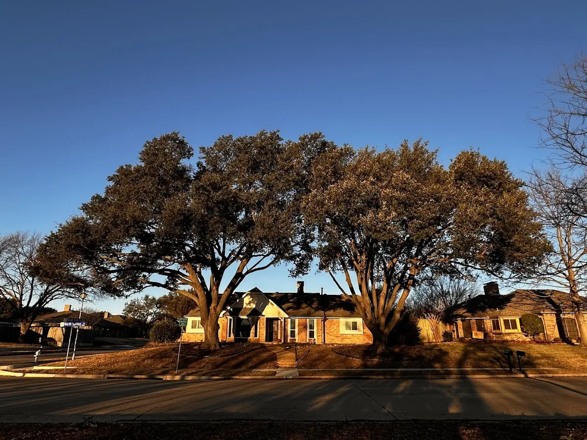 Established residential canopy tree shading a home in Jbsa Lackland